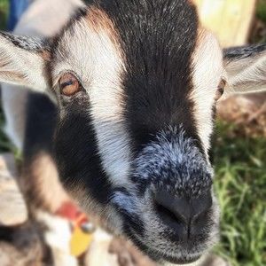 Meet your Posher, Adam